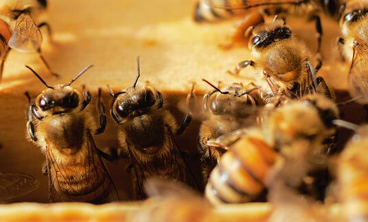 Die Seele der Bienen
