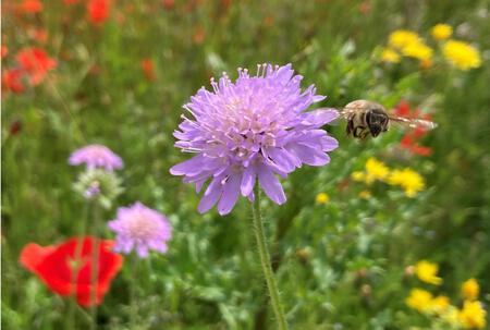 Haben die Bienen eine Zukunft?