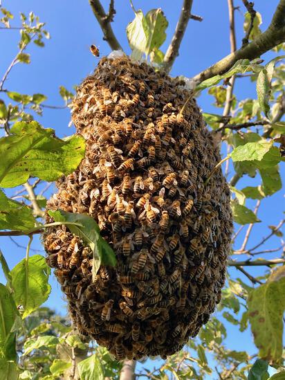 Bienenschwarm im Obstbaum